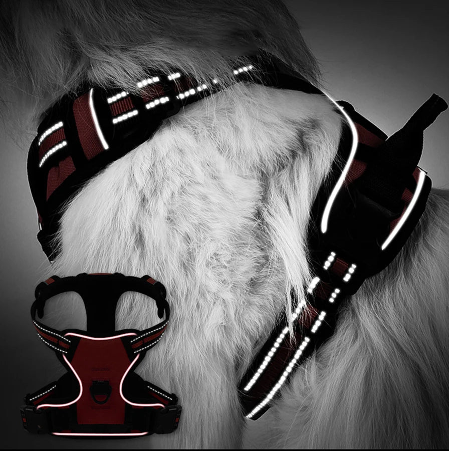 Dog Leash & Harness Set
